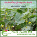 Touchhealthy supply hybrid cucumber seed Most of fruit is at main vine